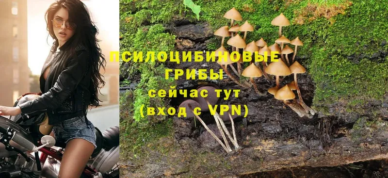 Псилоцибиновые грибы Psilocybine cubensis  Николаевск 